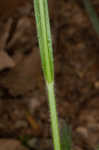 Fuzzy wuzzy sedge